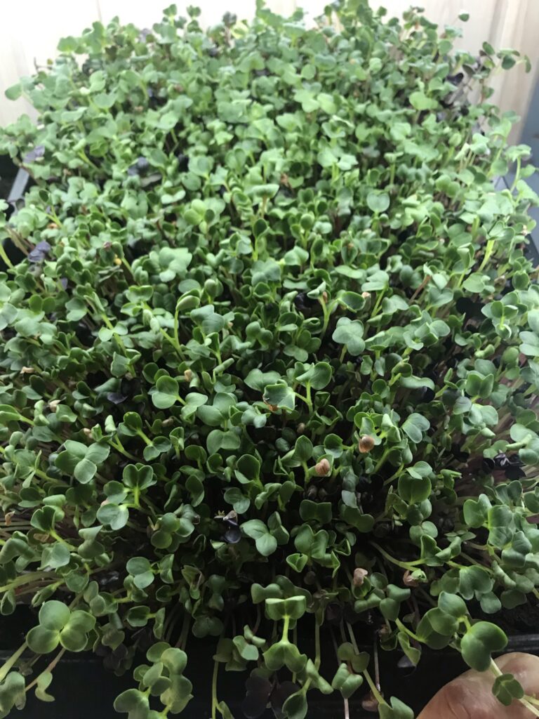 microgreen