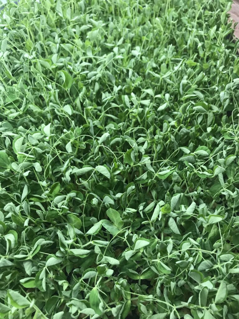 microgreen