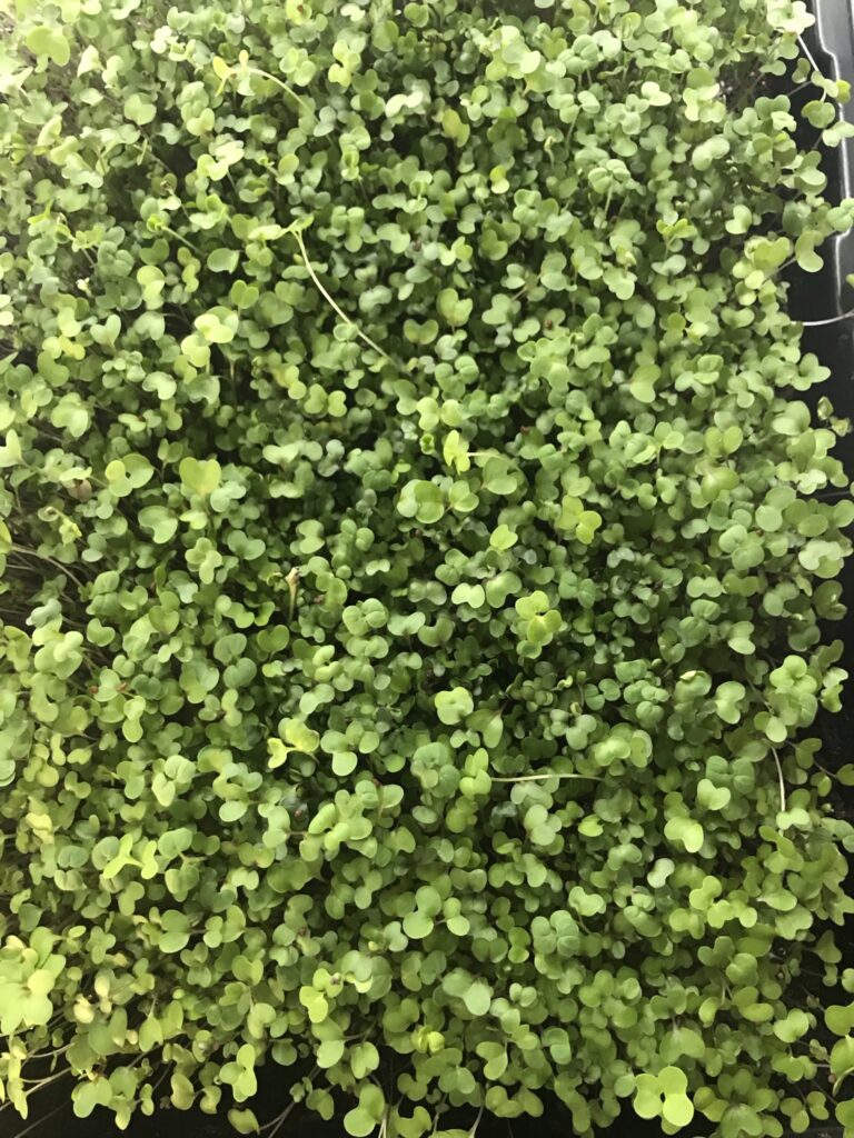 microgreen