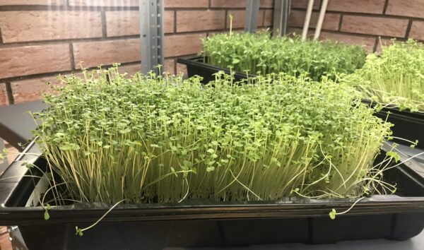 microgreen